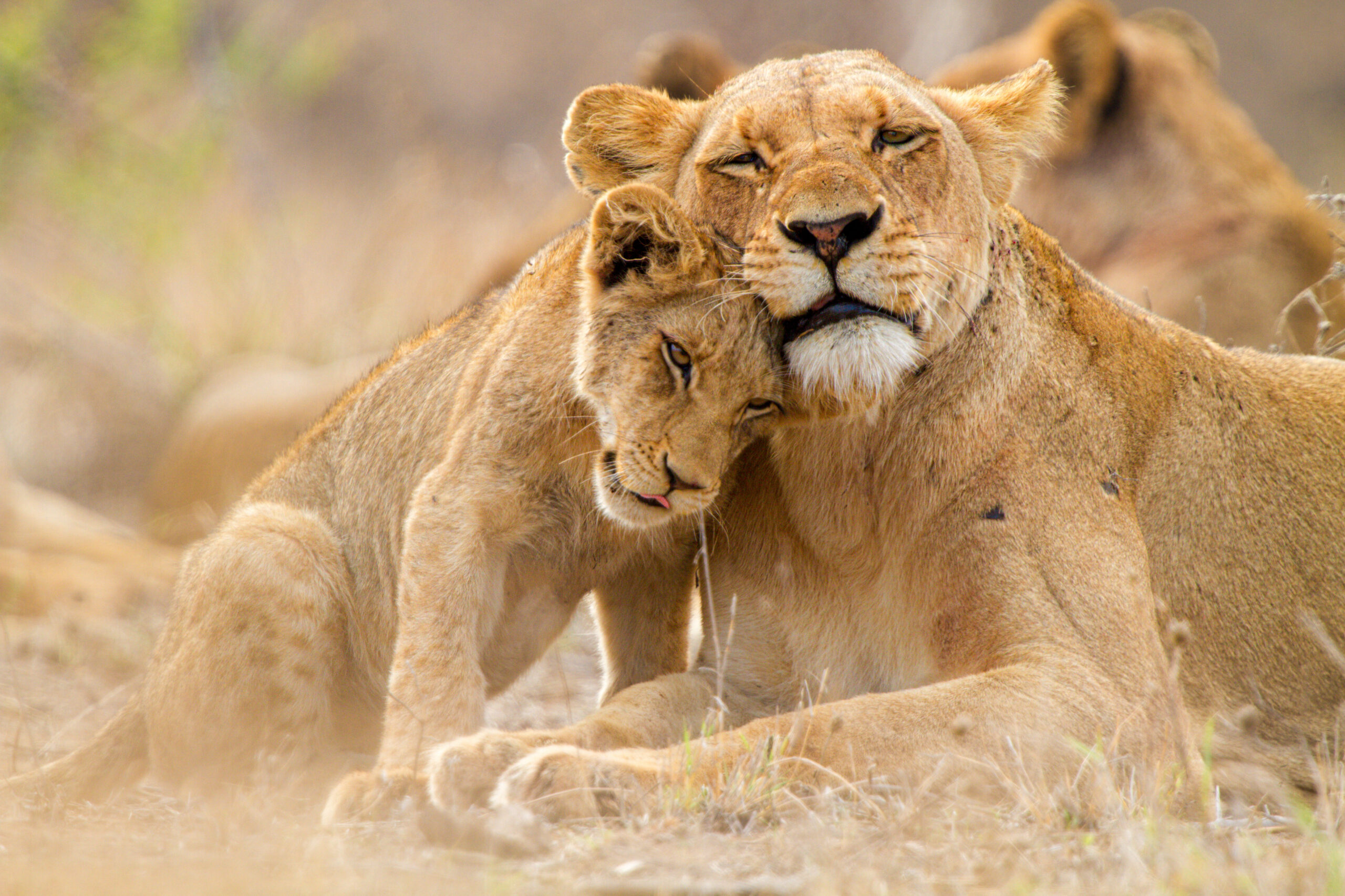 Wildlife Conservation – Tackling a ‘Wicked’ Problem